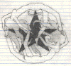 naked_pent.gif (53268 bytes)